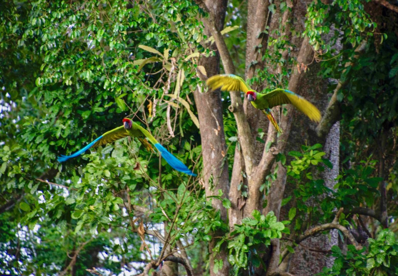 Bungalow en Playa Chiquita - Macaw Chiquita Beach Casitas 